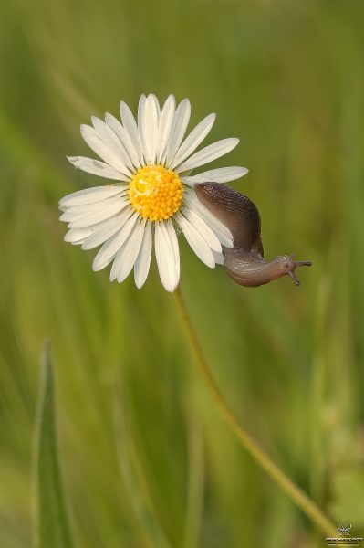 Limacidae (Rafinesque, 1815)