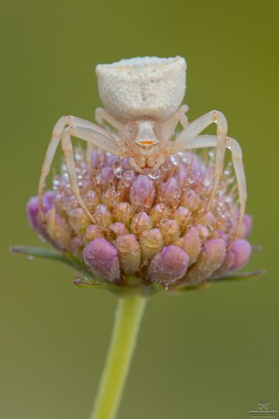 Thomisidae sp.