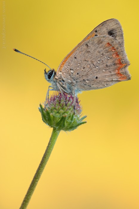 Lycaena phlaeas (Linnaeus, 1761)