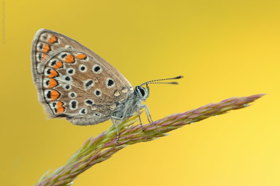Polyommatus icarus (Rottemburg, 1775)