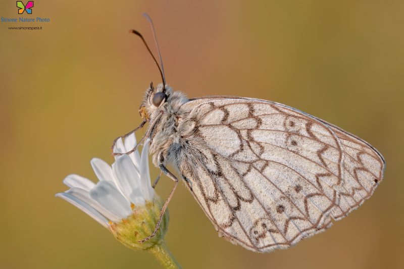 Melanargia russiae (Esper, 1783)