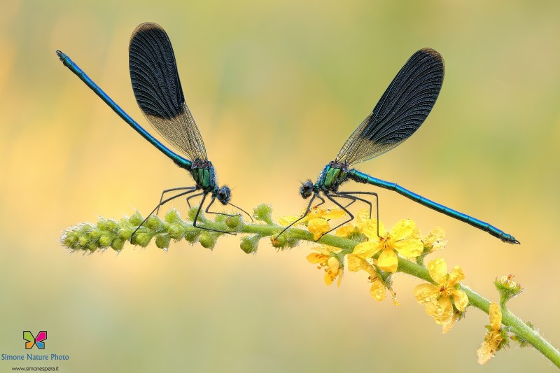 Calopteryx splendens (Harris, 1780)