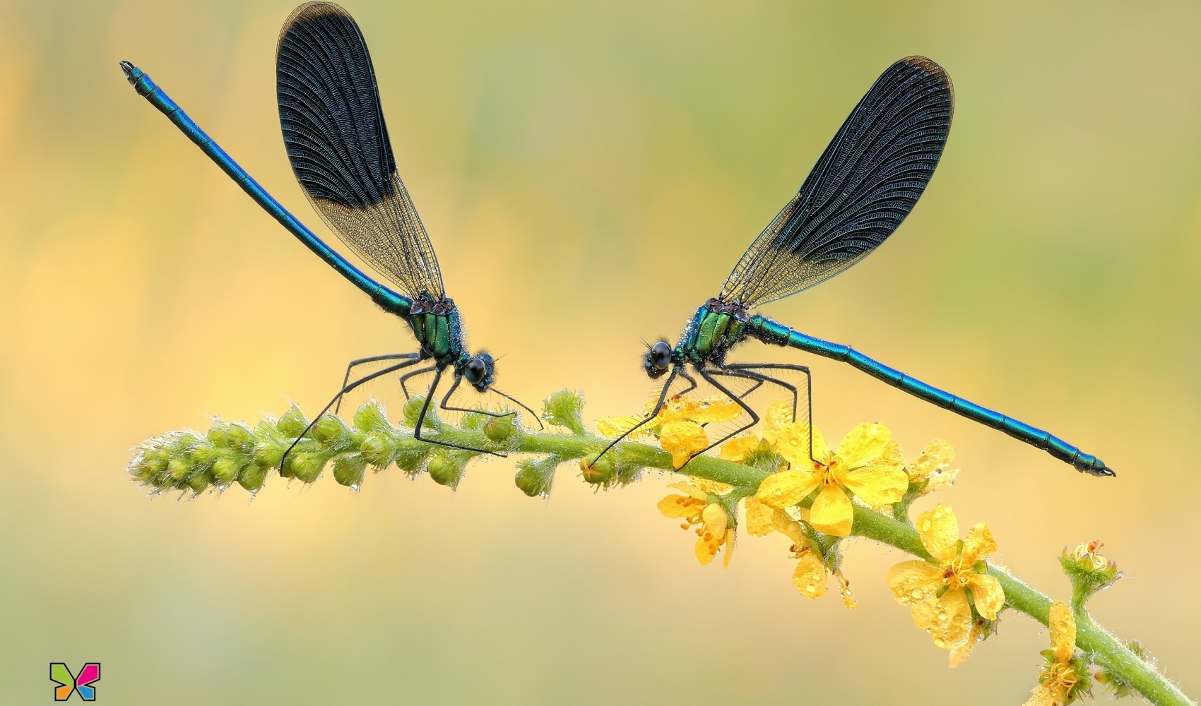 Calopteryx splendens (Harris, 1780)