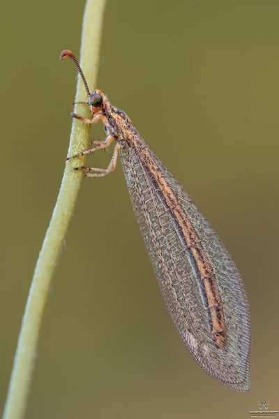 Macronemurus appendiculatus (Latreille, 1807)