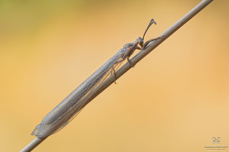 Creoleon lugdunensis (Villers, 1789)