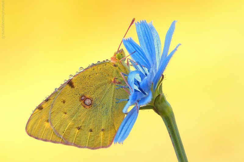 Colias crocea (Fourcroy, 1785)