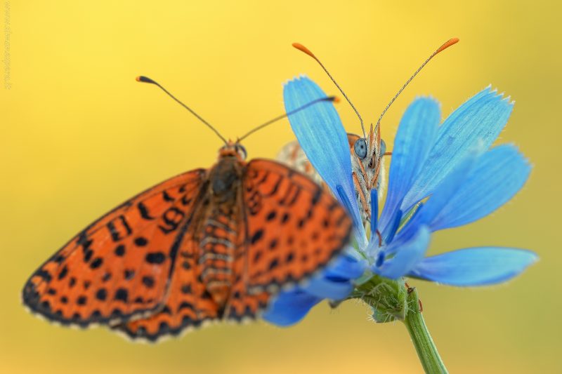 Melitaea didyma (Esper, 1778)
