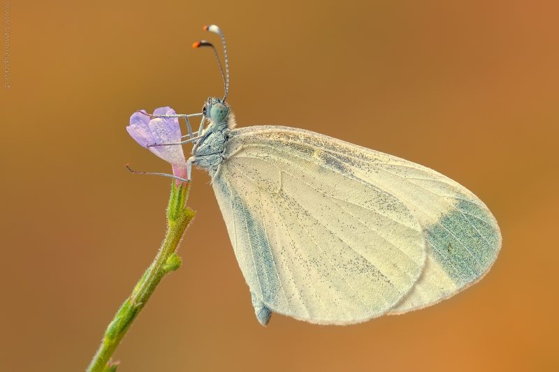 Leptidea sinapis (Linneaus 1758)