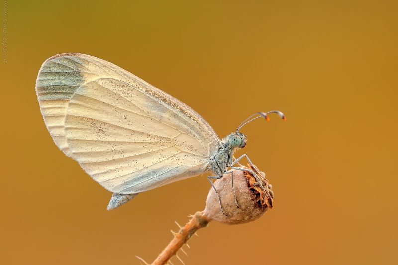Leptidea sinapis (Linneaus 1758)