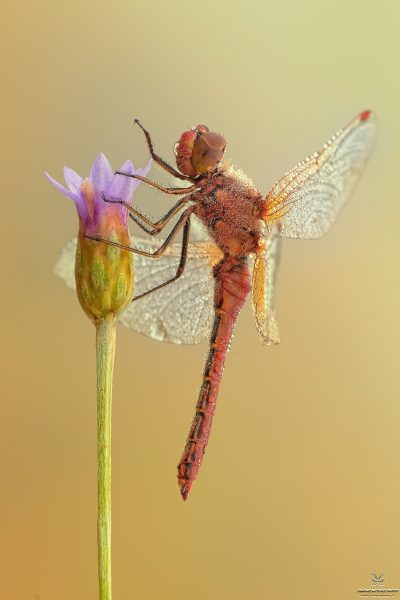Sympetrum flaveolum (Linnaeus, 1776)