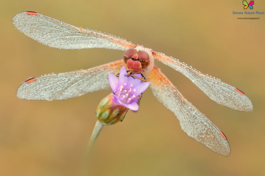 Sympetrum flaveolum (Linnaeus, 1776)