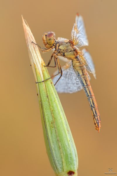 Sympetrum flaveolum (Linnaeus, 1776)