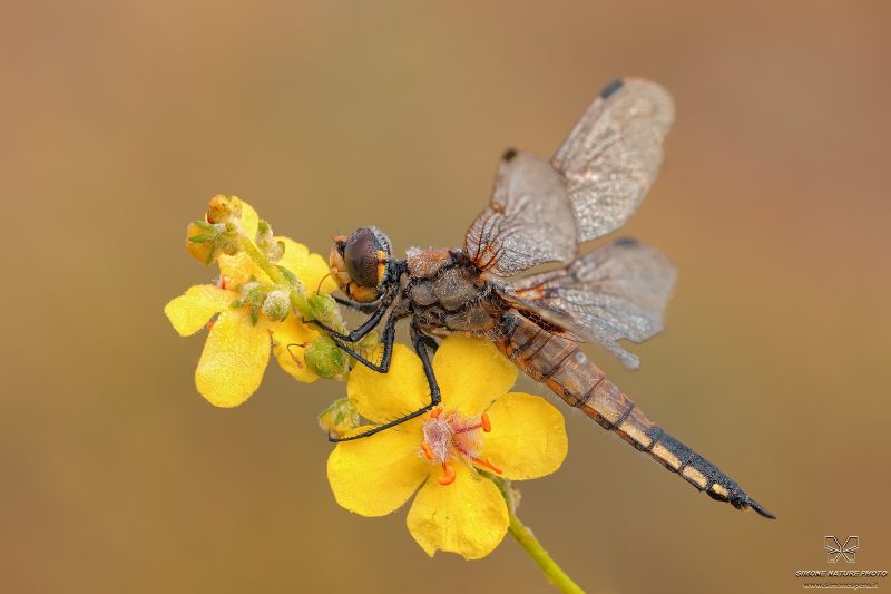 Libellula quadrimaculata (Linnaeus, 1758)