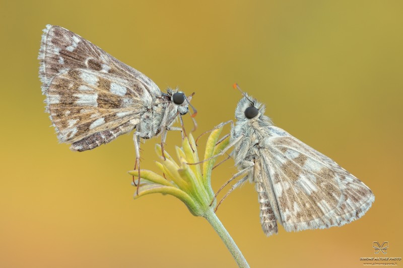 Pyrgus malvae (Linnaeus, 1758)