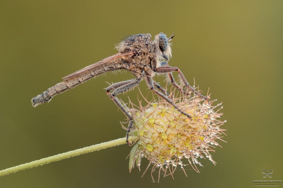 Asilidae (Latreille, 1802)