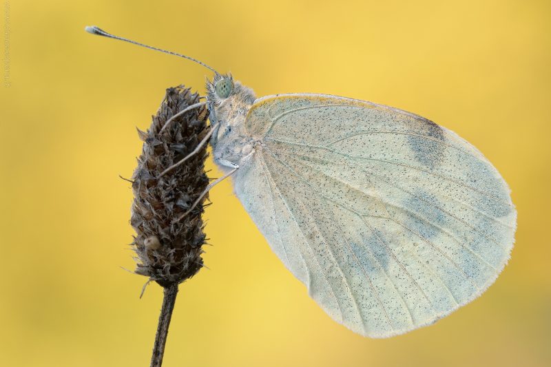 Pieris brassicae (Linnaeus, 1758)