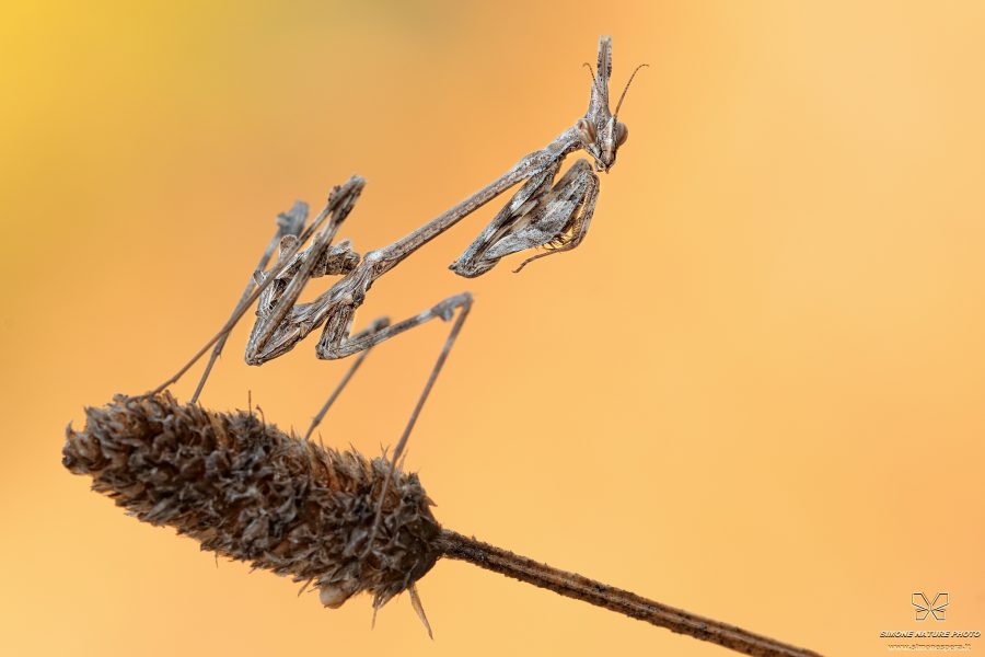 Empusa pennata (Thunberg, 1815)