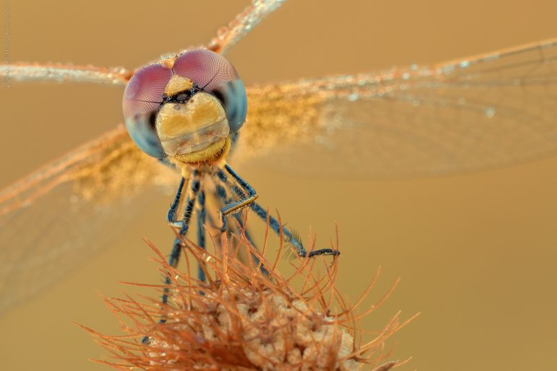 Sympetrum fonscolombii (Selys, 1840)