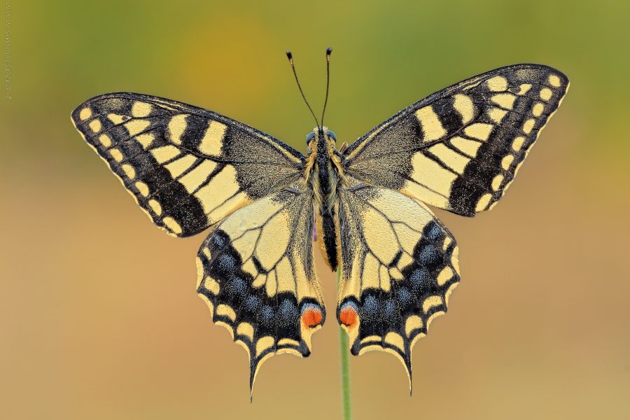 Papilio machaon (Linnaeus, 1758)