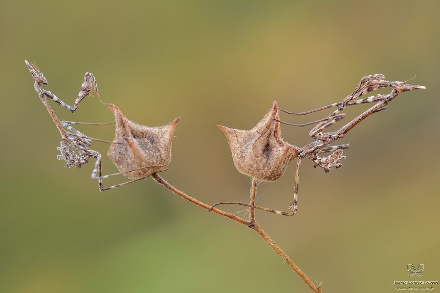 Empusa pennata (Thunberg, 1815)