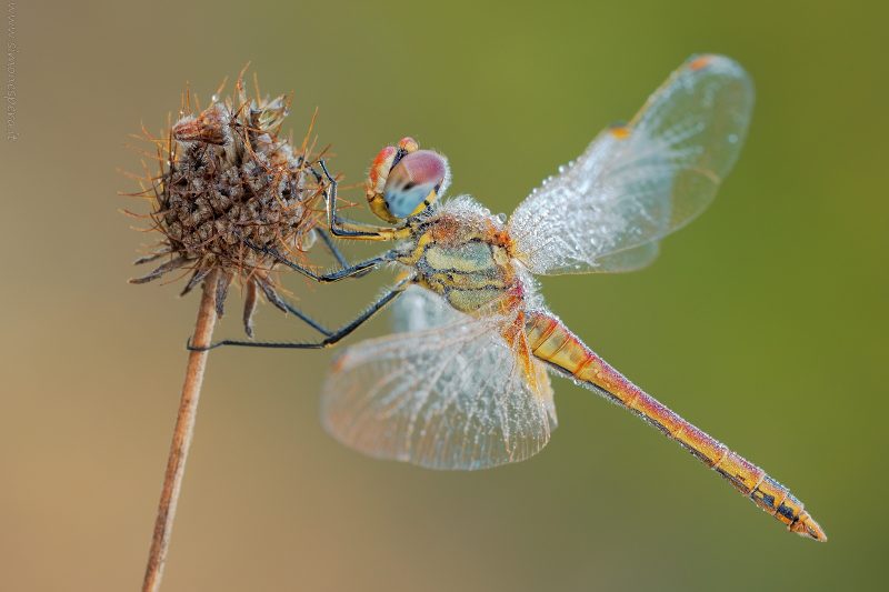 Sympetrum fonscolombii (Selys, 1840)