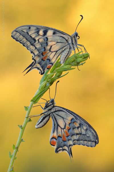 Papilio machaon (Linnaeus, 1758)