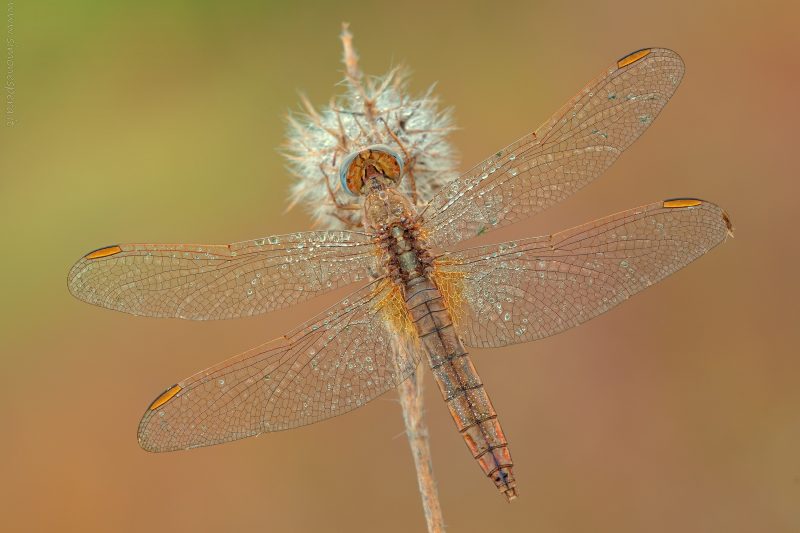 Crocothemis erythraea (Brullé, 1832)