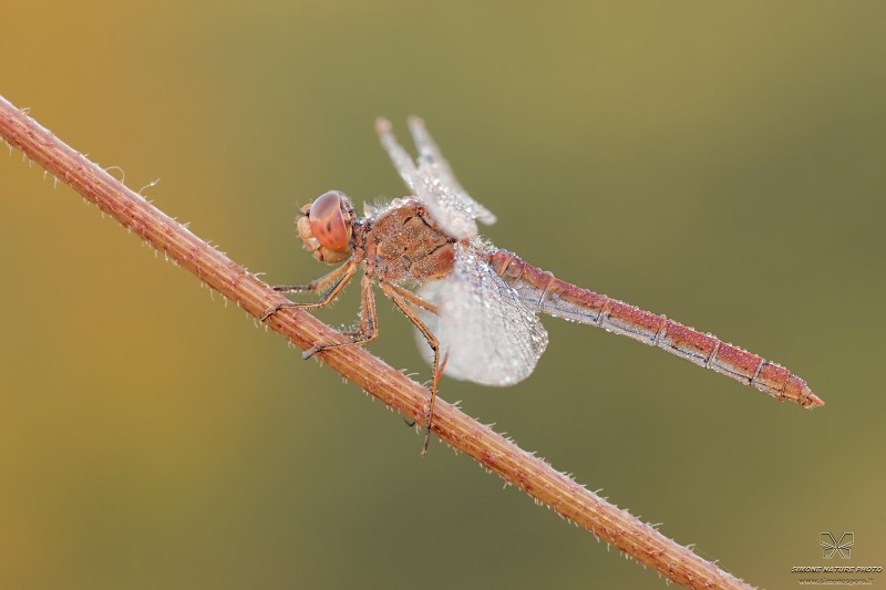 Sympetrum meridionale (Selys, 1841)