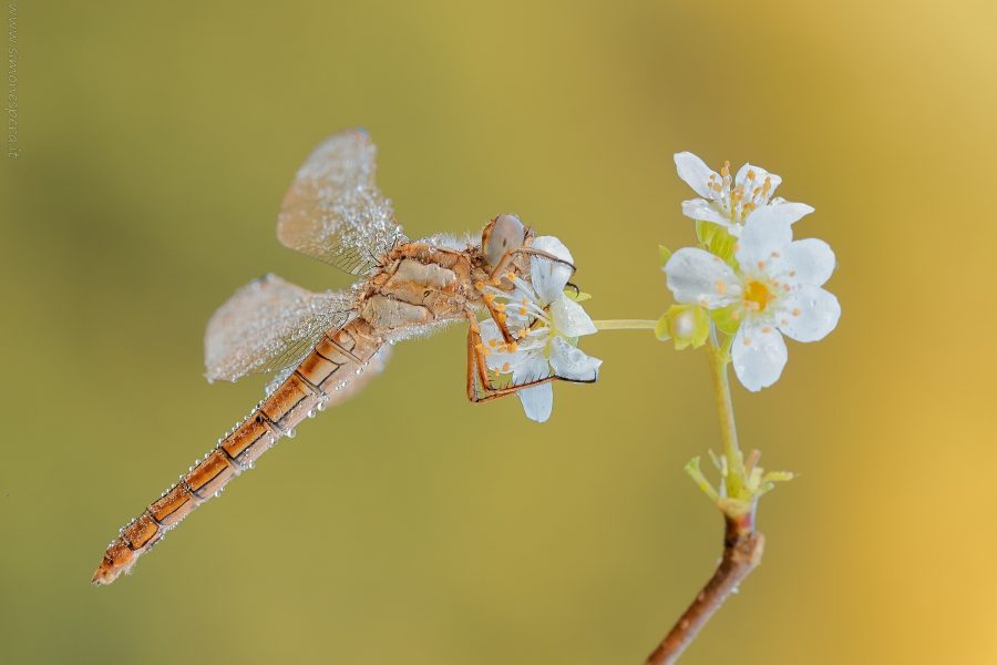 Orthetrum brunneum (Fonscolombe, 1837)