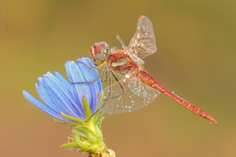 Sympetrum fonscolombii (Selys, 1840)