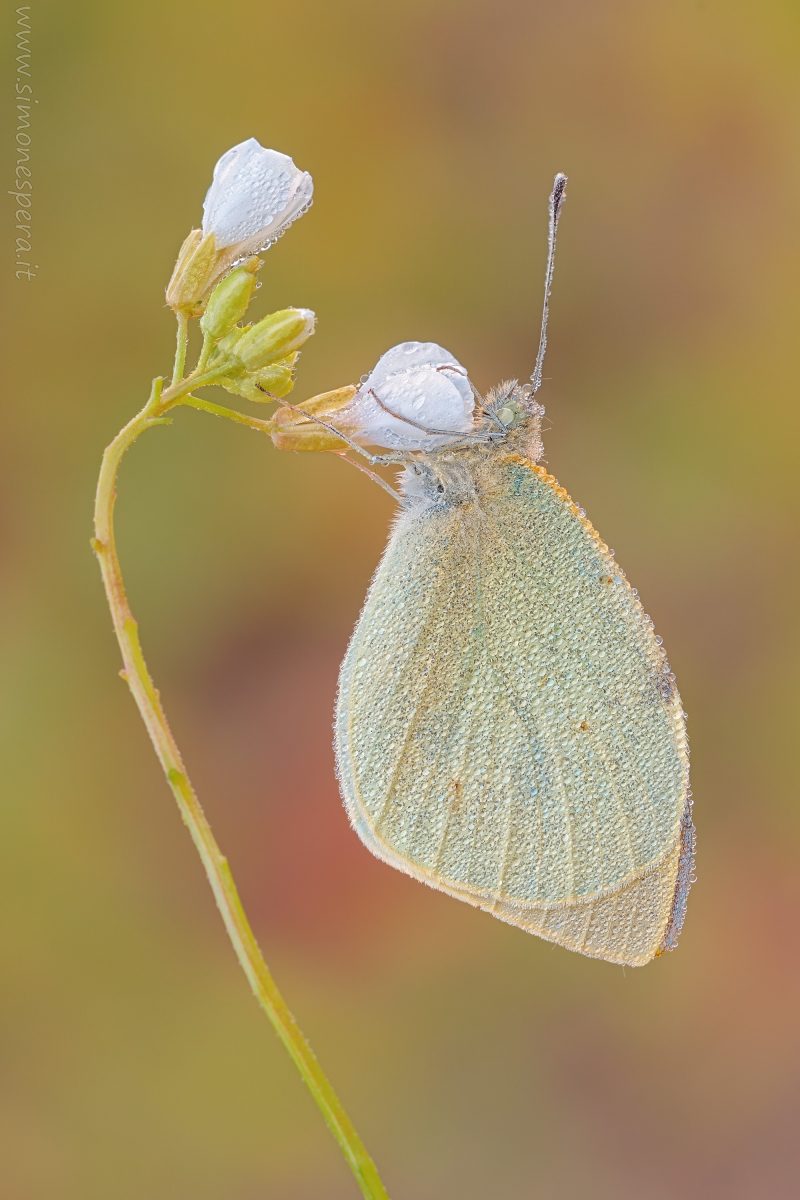 Pieris brassicae (Linnaeus, 1758)