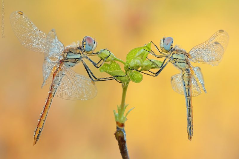 Sympetrum fonscolombii (Selys, 1840)