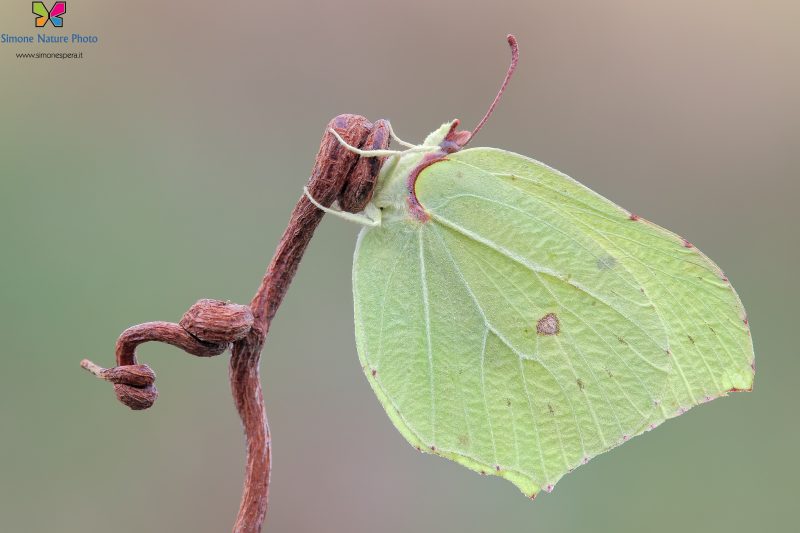 Gonepteryx rhamni (Linnaeus, 1758)