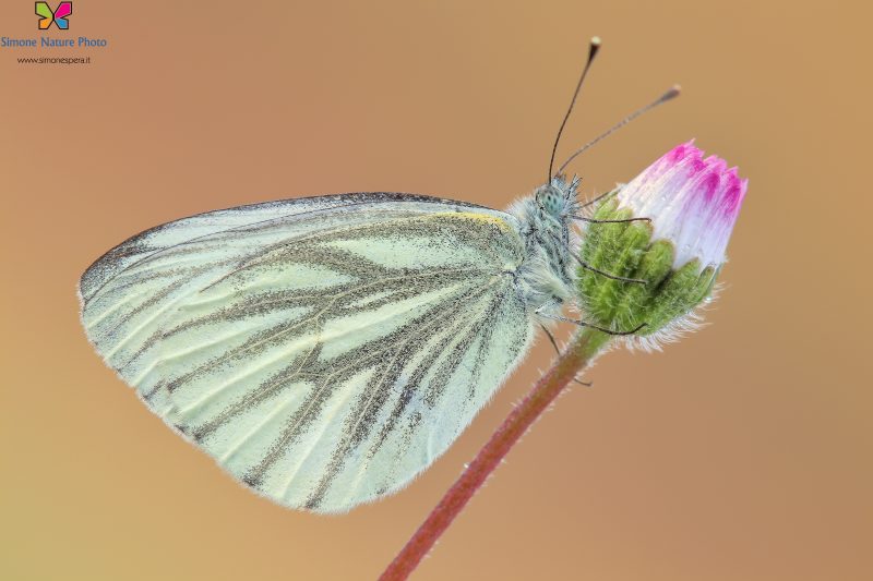 Pieris napi (Linnaeus, 1758)