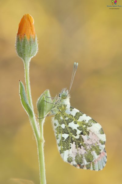 Anthocharis cardamines (Linnaeus, 1758)
