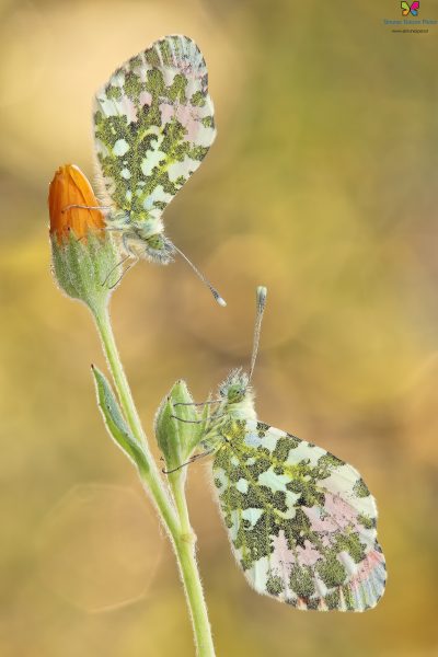 Anthocharis cardamines (Linnaeus, 1758)