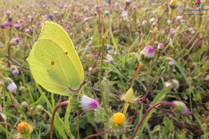 Gonepteryx rhamni (Linnaeus, 1758)