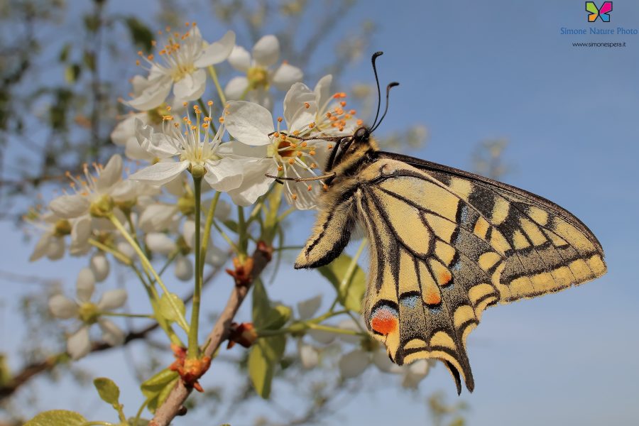 Papilio machaon (Linnaeus, 1758)