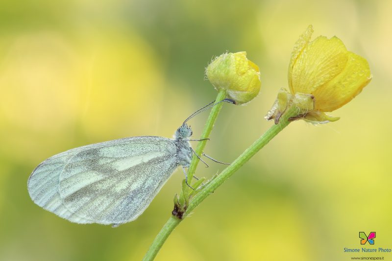 Leptidea sinapis (Linneaus 1758)