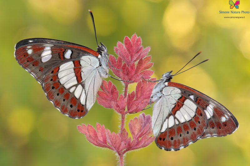 Limenitis reducta (Staudinger, 1901)