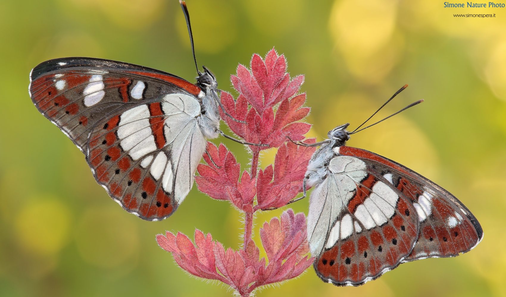Limenitis reducta (Staudinger, 1901)