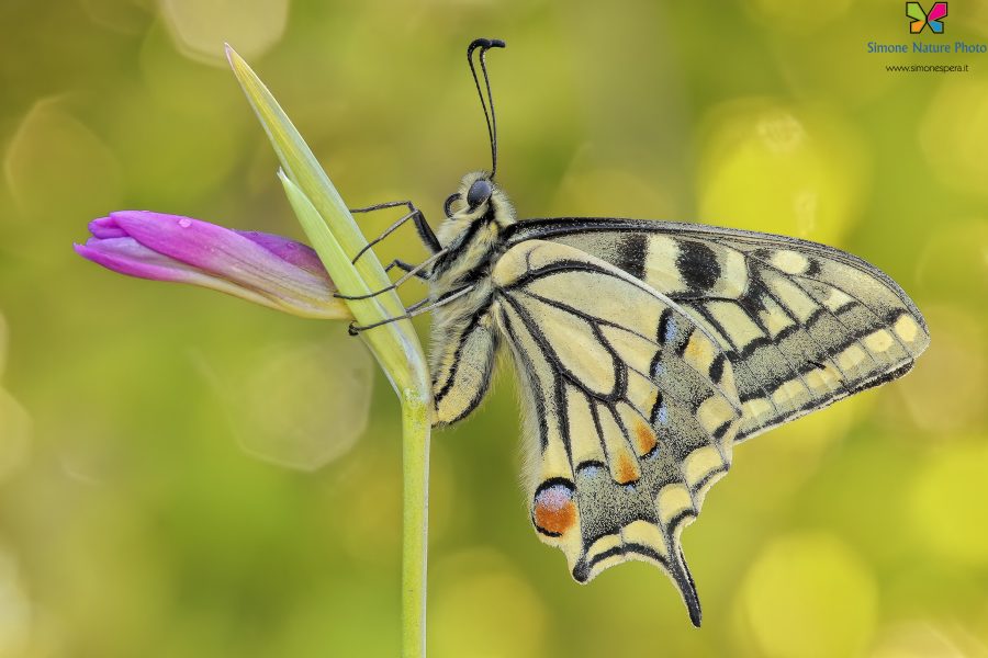 Papilio machaon (Linnaeus, 1758)