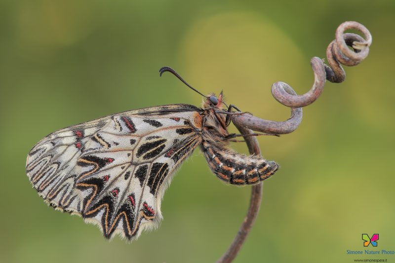Zerynthia polyxena (Denis & Schiffermüller, 1775)