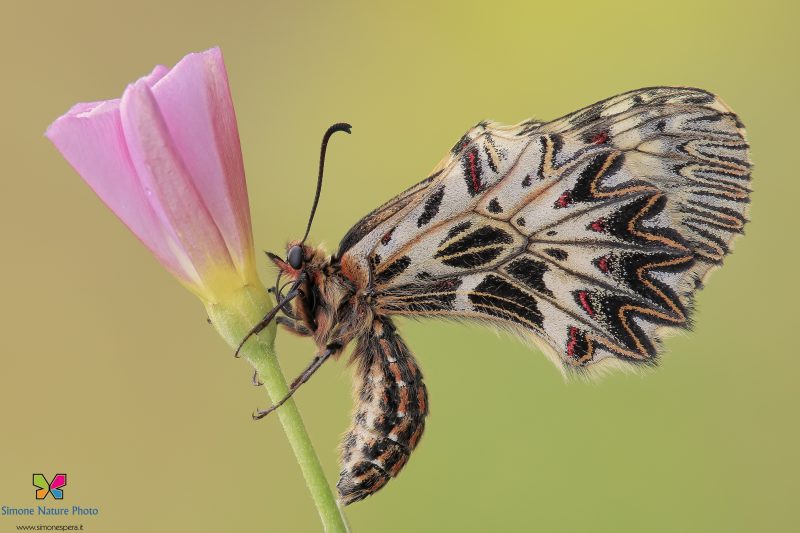 Zerynthia polyxena (Denis & Schiffermüller, 1775)
