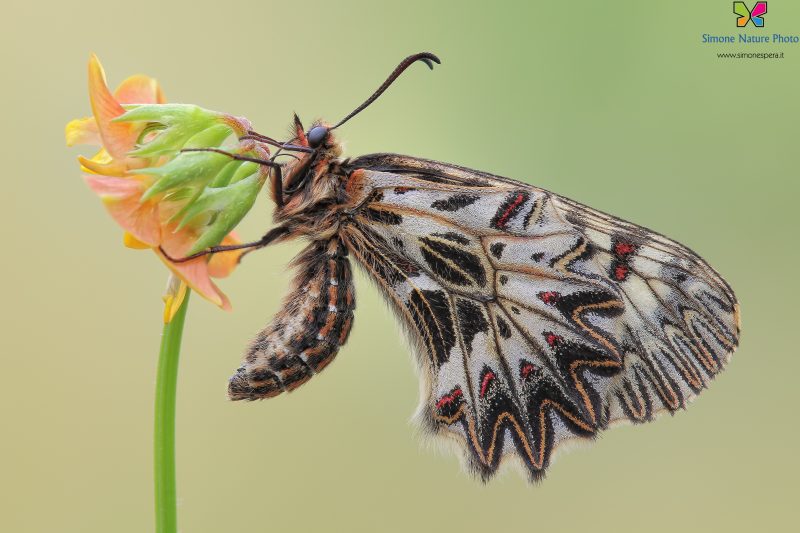 Zerynthia polyxena (Denis & Schiffermüller, 1775)