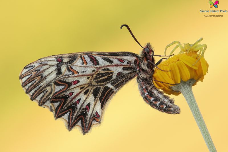 Zerynthia polyxena (Denis & Schiffermüller, 1775)