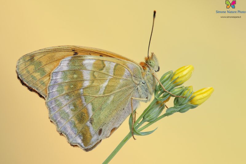 Argynnis paphia (Linnaeus, 1758)