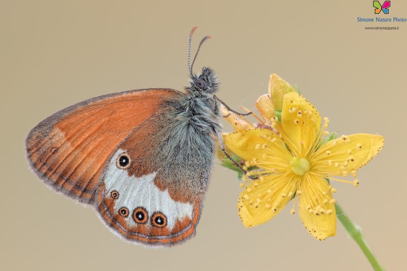 Coenonympha arcania (Linnaeus, 1761)