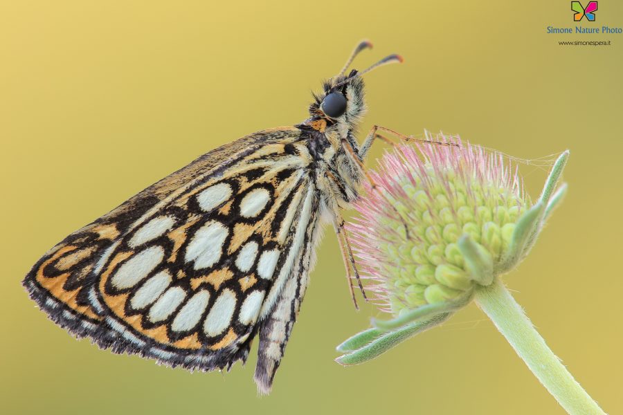 Heteropterus morpheus (Pallas, 1771)