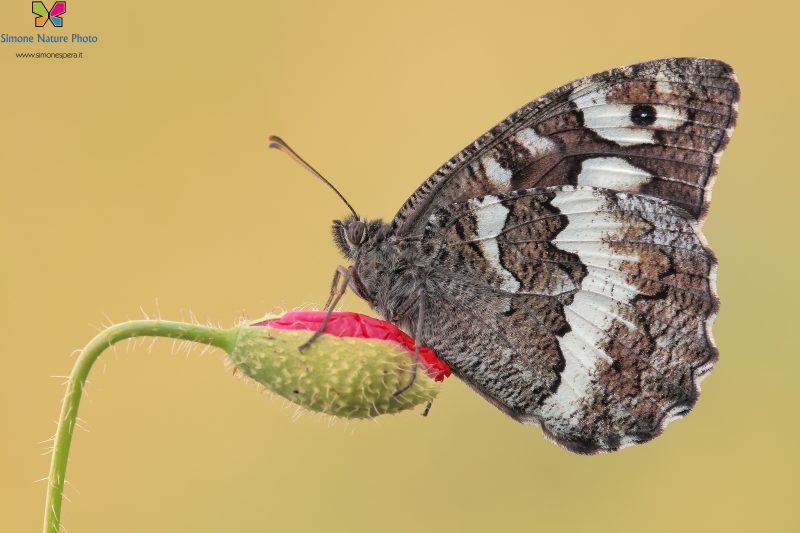 Brintesia circe (Fabricius, 1775)